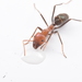 Northern Meat Ant - Photo (c) Jonghyun Park, some rights reserved (CC BY), uploaded by Jonghyun Park