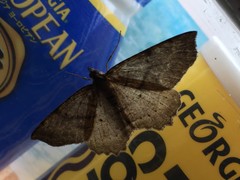 Xerodes rufescentaria