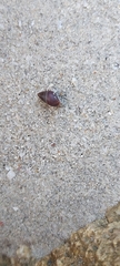 Ellobiidae