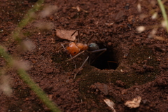 Iridomyrmex sanguineus