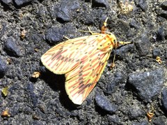 Barsine striata