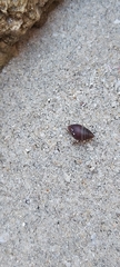 Ellobiidae