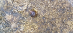 Gastropoda