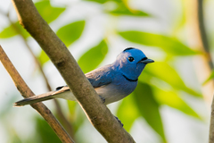Hypothymis azurea