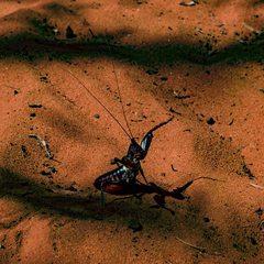 Colossopus grandidieri