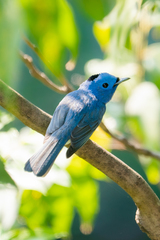 Hypothymis azurea