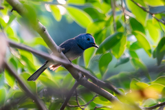 Hypothymis azurea