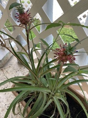 Ananas comosus microstachys