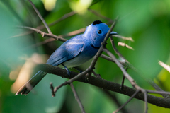 Hypothymis azurea