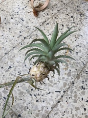Ananas comosus microstachys