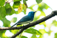 Hypothymis azurea