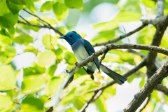 Hypothymis azurea
