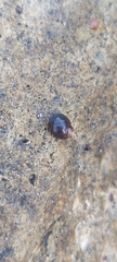Gastropoda