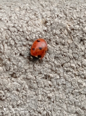 Coccinella septempunctata