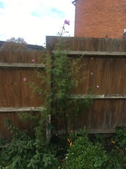 Cosmos bipinnatus