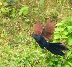 Centropus sinensis parroti