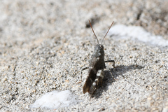 Oedipoda germanica meridionalis