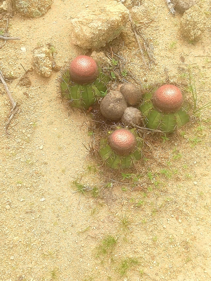 Melocactus zehntneri
