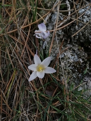 Crocus carpetanus