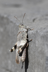 Oedipoda germanica meridionalis