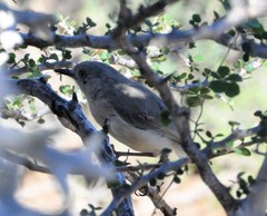 Newtonia brunneicauda