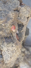 Gastropoda