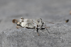 Oedipoda germanica meridionalis