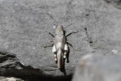 Oedipoda germanica meridionalis
