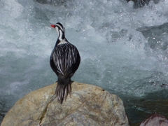 Merganetta armata armata