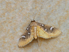 Cotachena histricalis