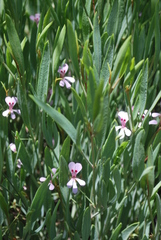 Pelargonium laevigatum oxyphyllum