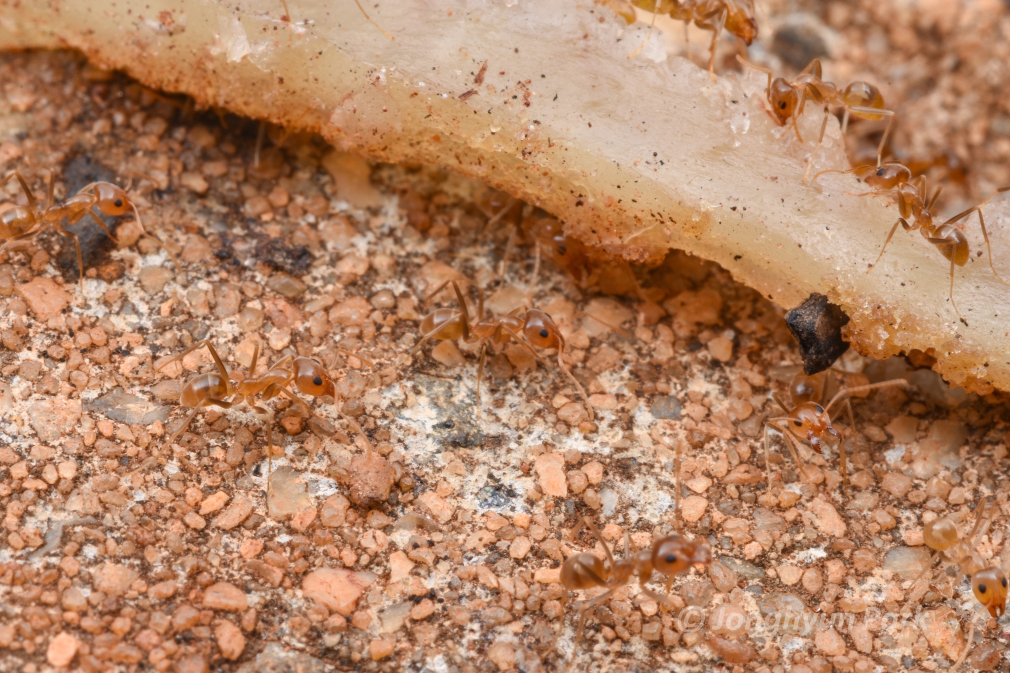 Iridomyrmex pallidus