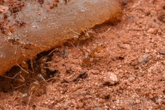 Iridomyrmex pallidus