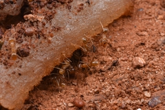 Iridomyrmex pallidus