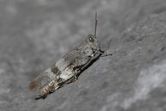 Oedipoda germanica meridionalis