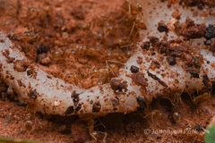 Iridomyrmex pallidus