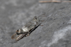 Oedipoda germanica meridionalis