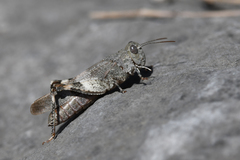 Oedipoda germanica meridionalis