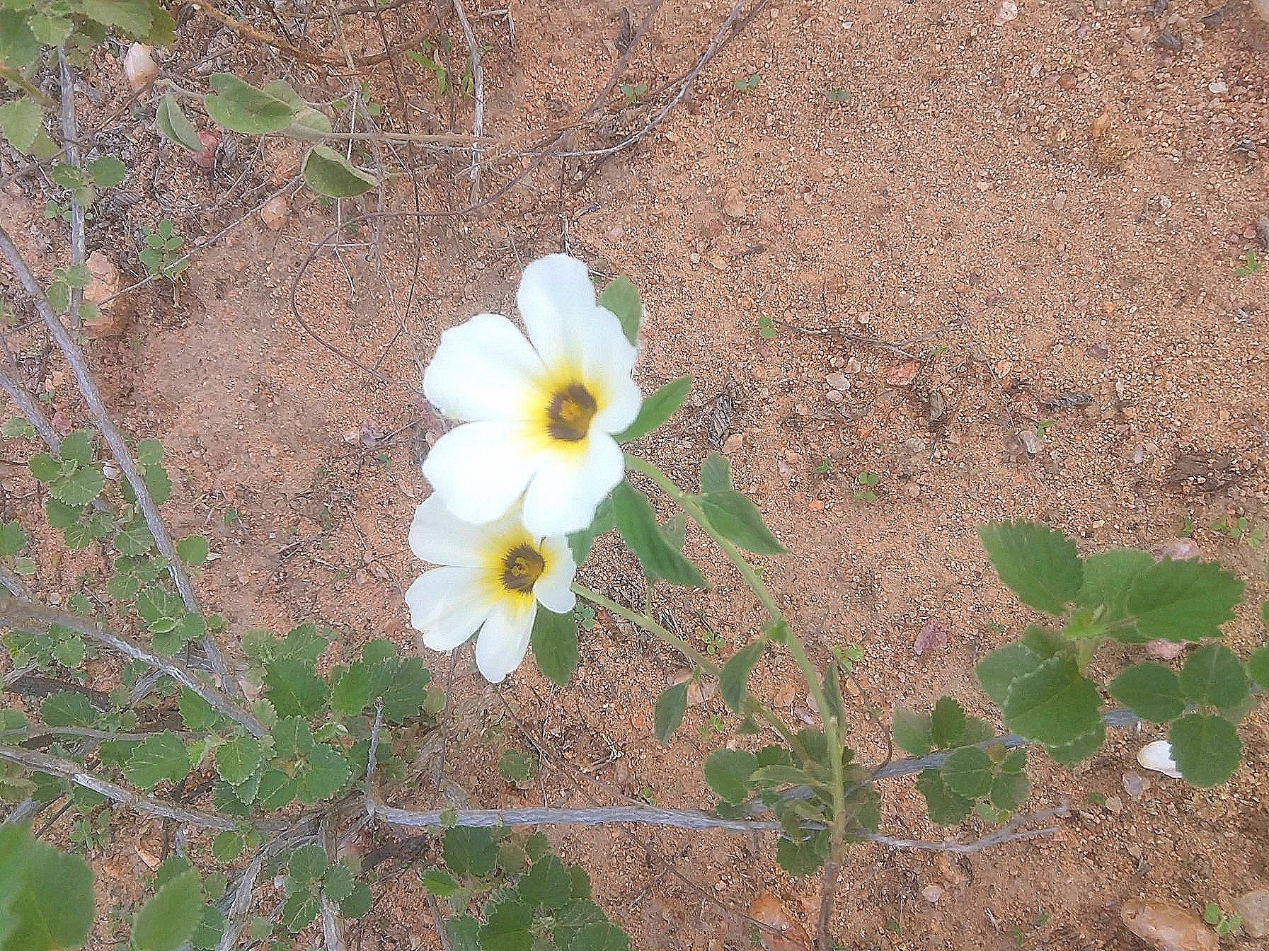 Turnera subulata