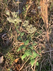 Eupatorium godfreyanum