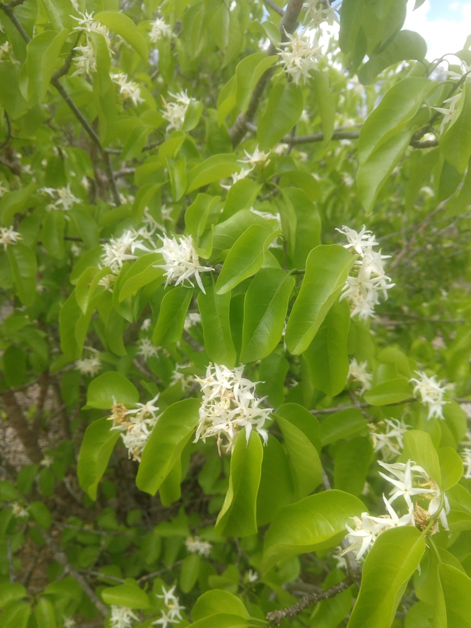 Aspidosperma pyrifolium