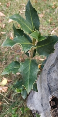 Ilex aquifolium