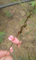 Indigofera filipes
