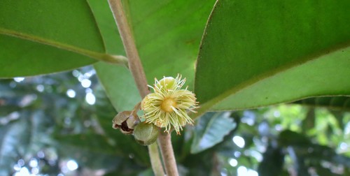 Genus Lethedon · iNaturalist