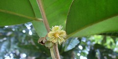 Lethedon setosa