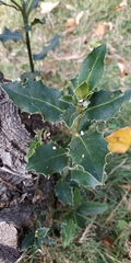 Ilex aquifolium