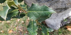 Ilex aquifolium