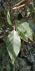 Viburnum tinus