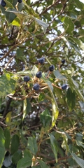 Viburnum tinus
