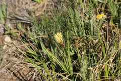 Carex geyeri